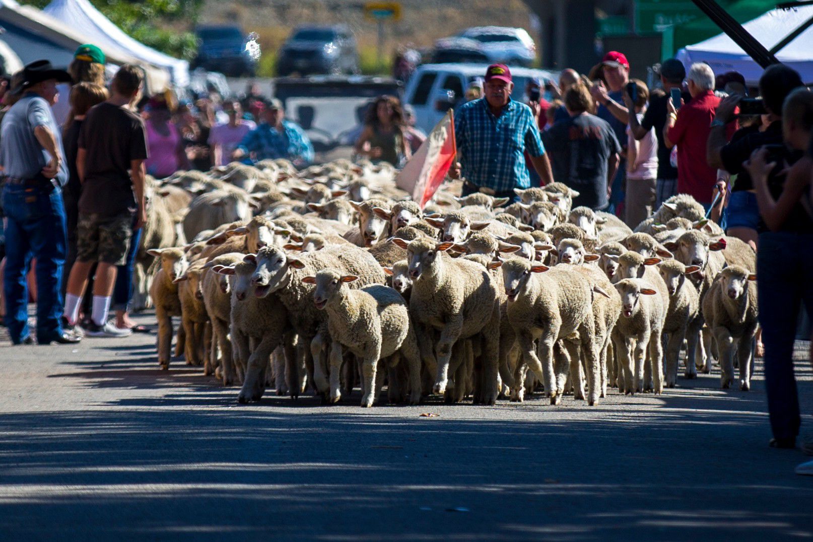 Great Montana Sheep Drive